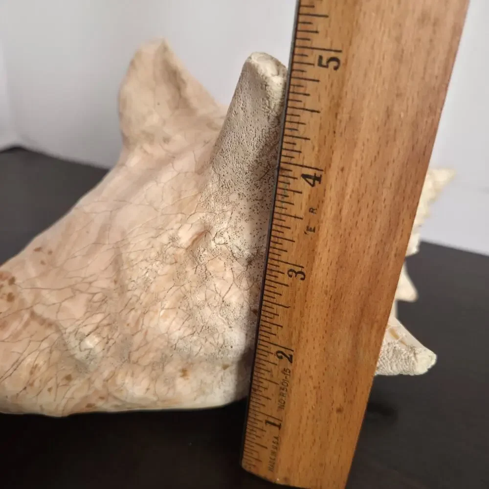 Natural 9.5” L Conch Shell - Picture 8 of 10